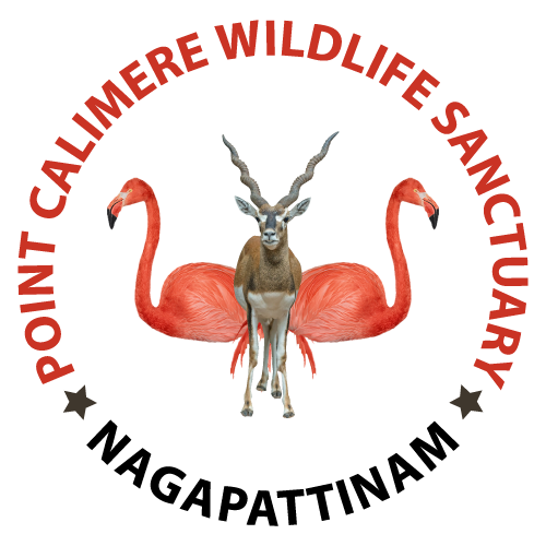 Point Calimere Wildlife Sanctuary